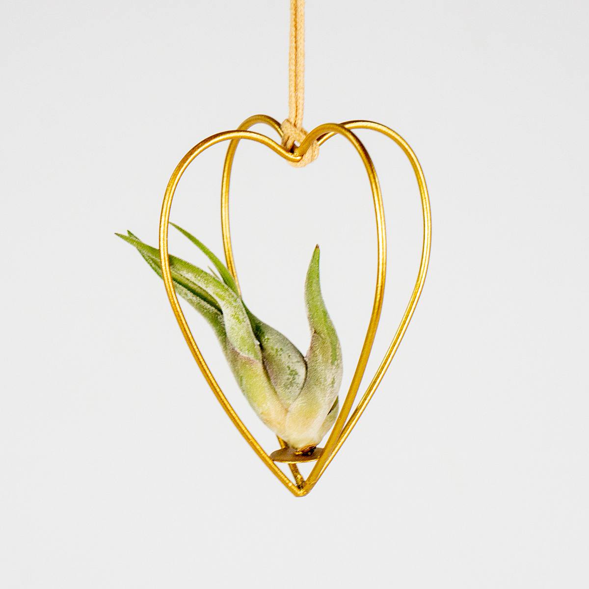 Luftväxter med hjärta Set picture 2