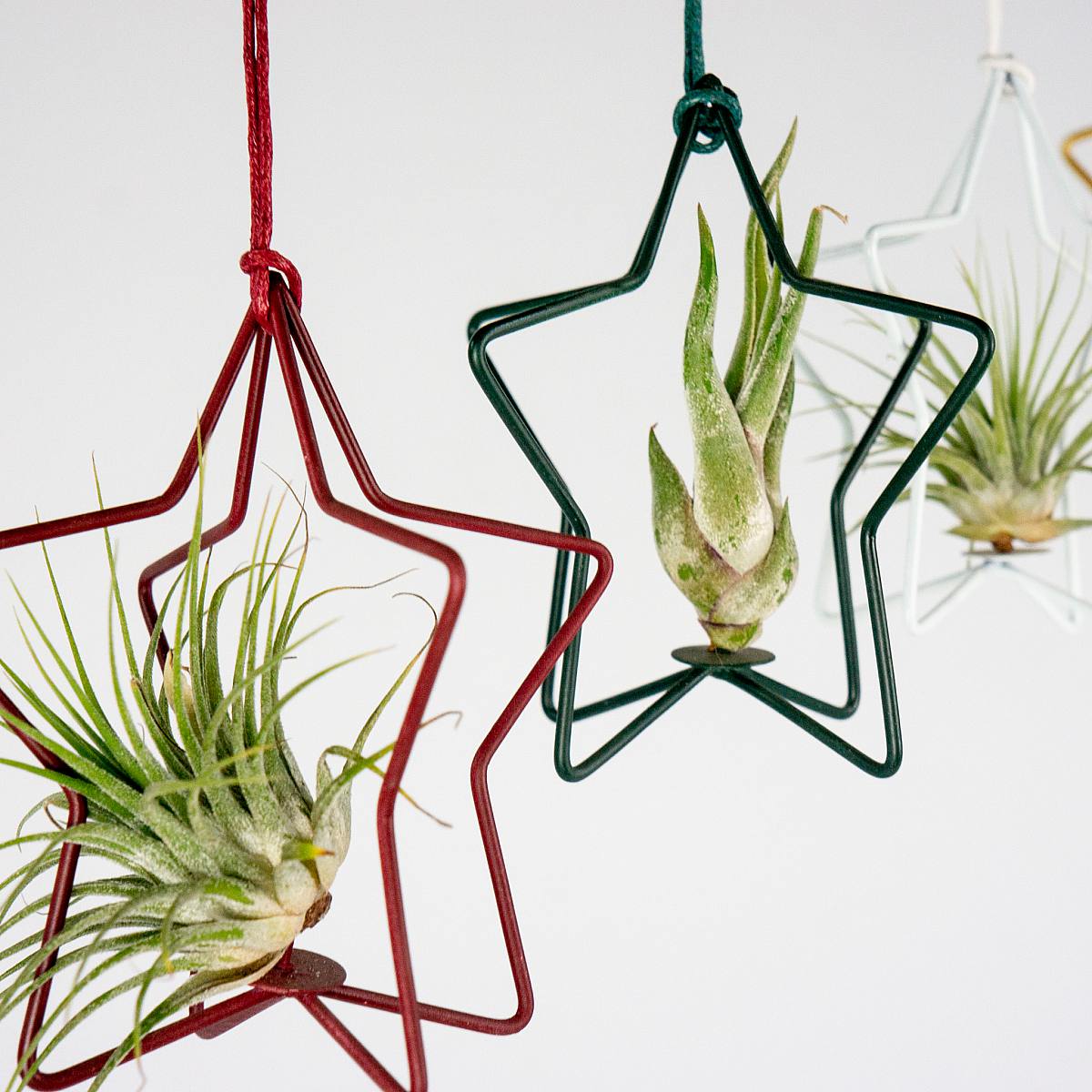 Set Luchtplant met Ster picture 1