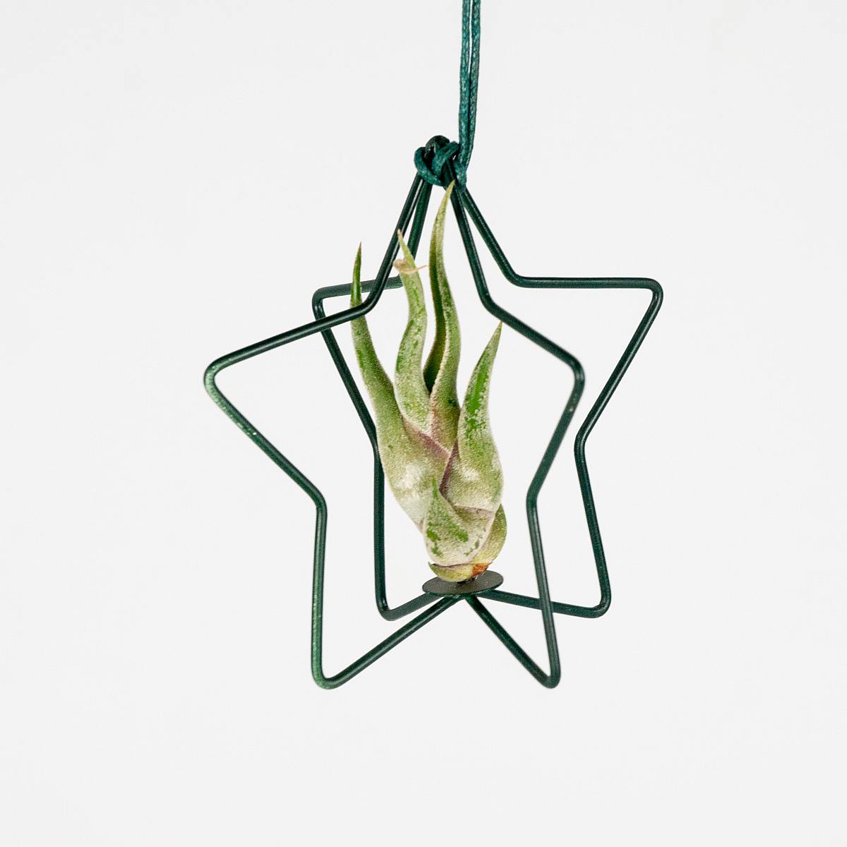 Set Luchtplant met Ster picture 3