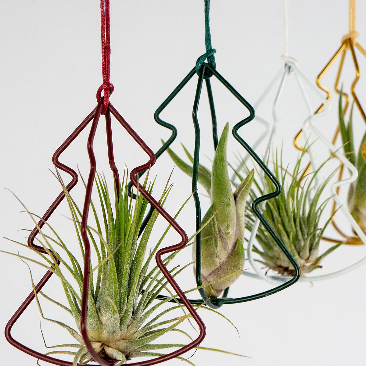 Set Airplants con Albero di Natale picture 0