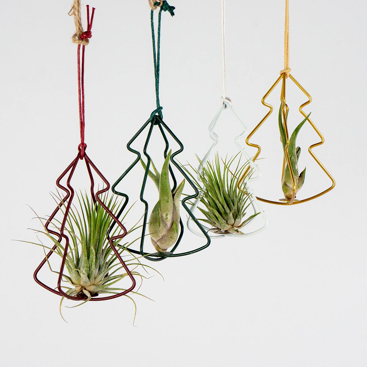 Set Airplants con Albero di Natale picture 1