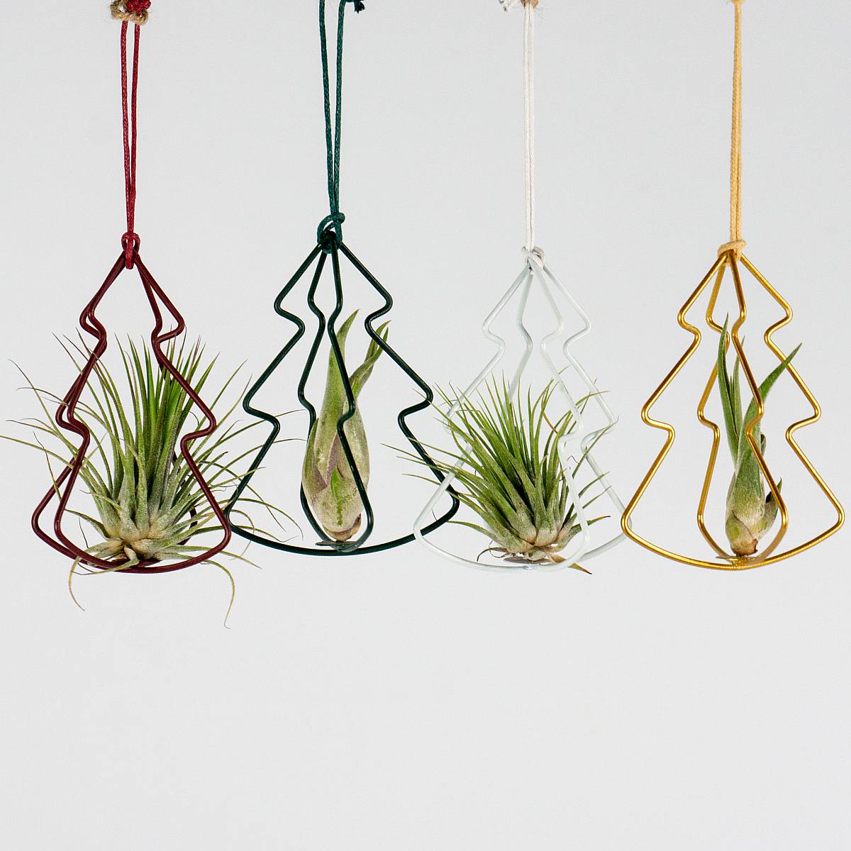 Set Airplants con Albero di Natale picture 2