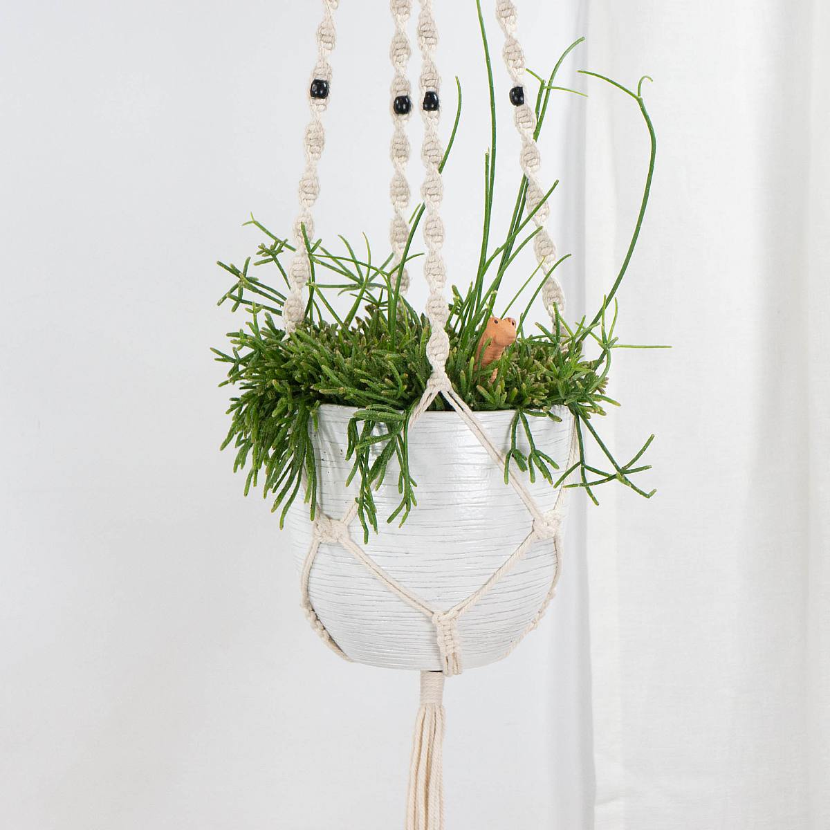 Rhipsalis Baccifera Cassutha picture 0