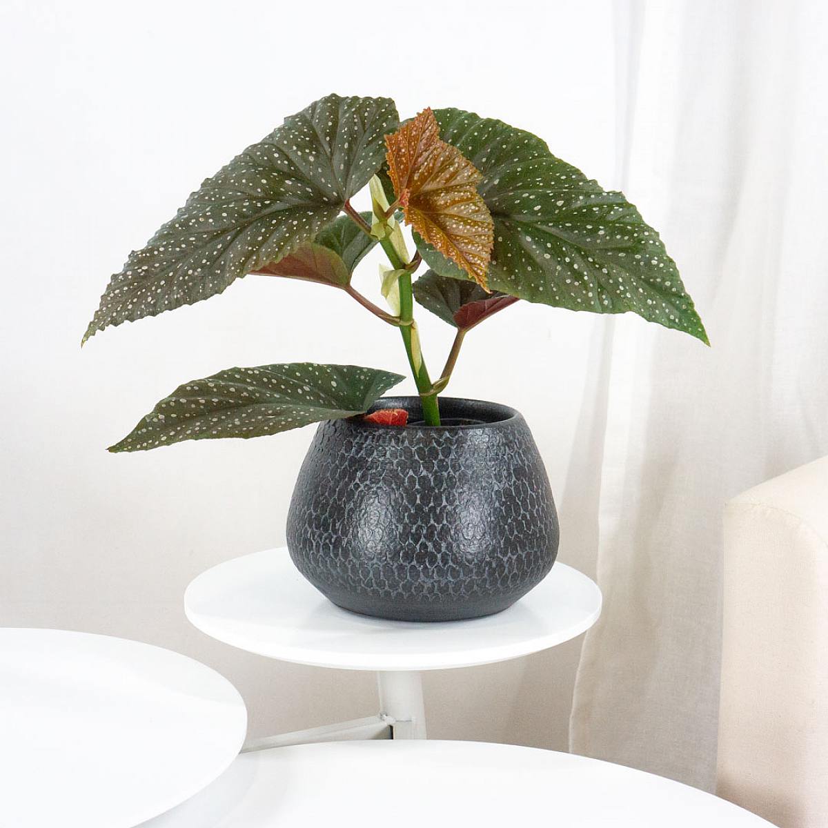 Begonia Corallina picture 4