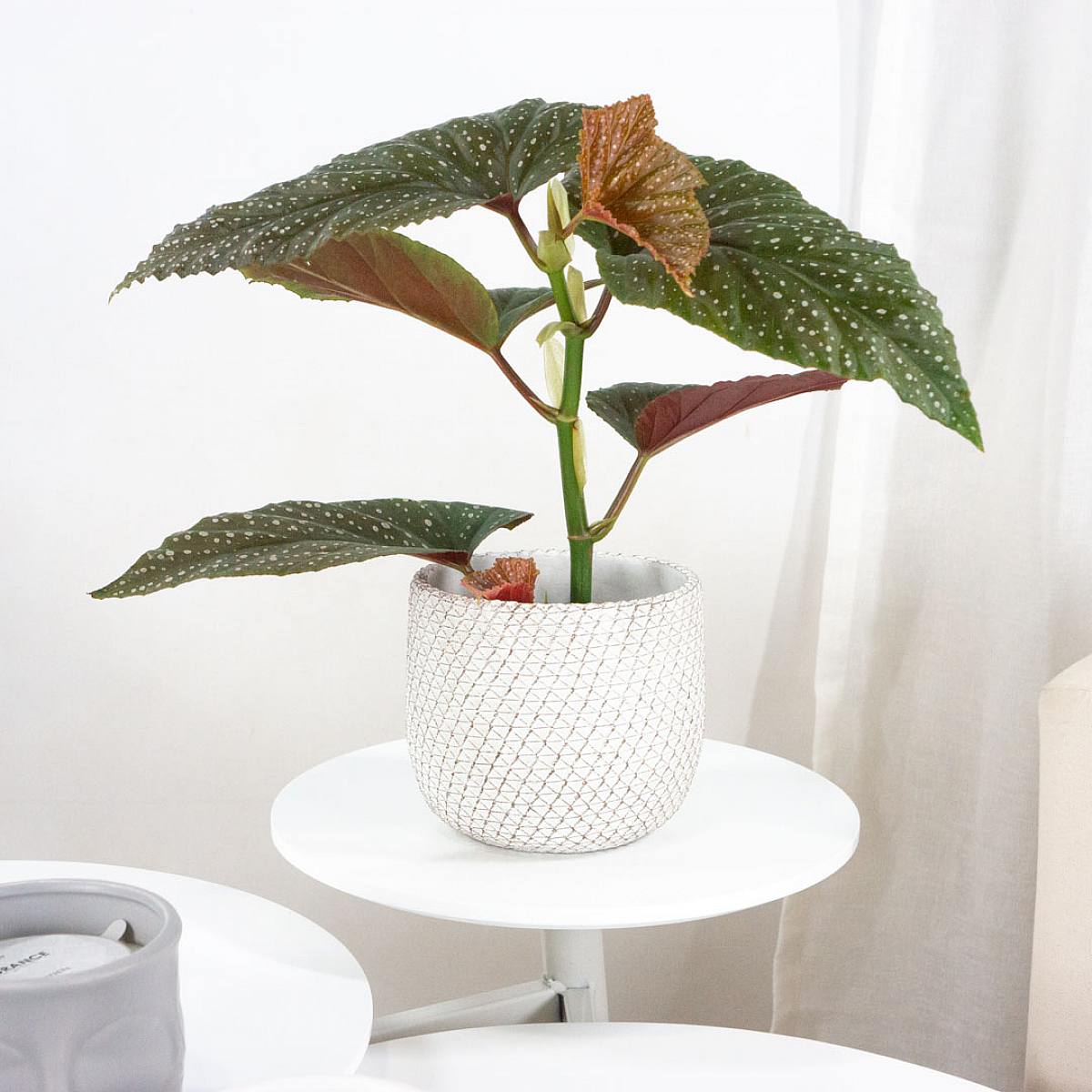 Begonia Corallina picture 3