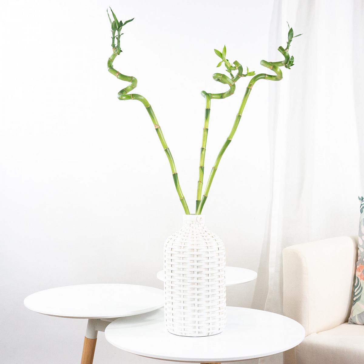 Sada Nordic Lucky Bamboo picture 0