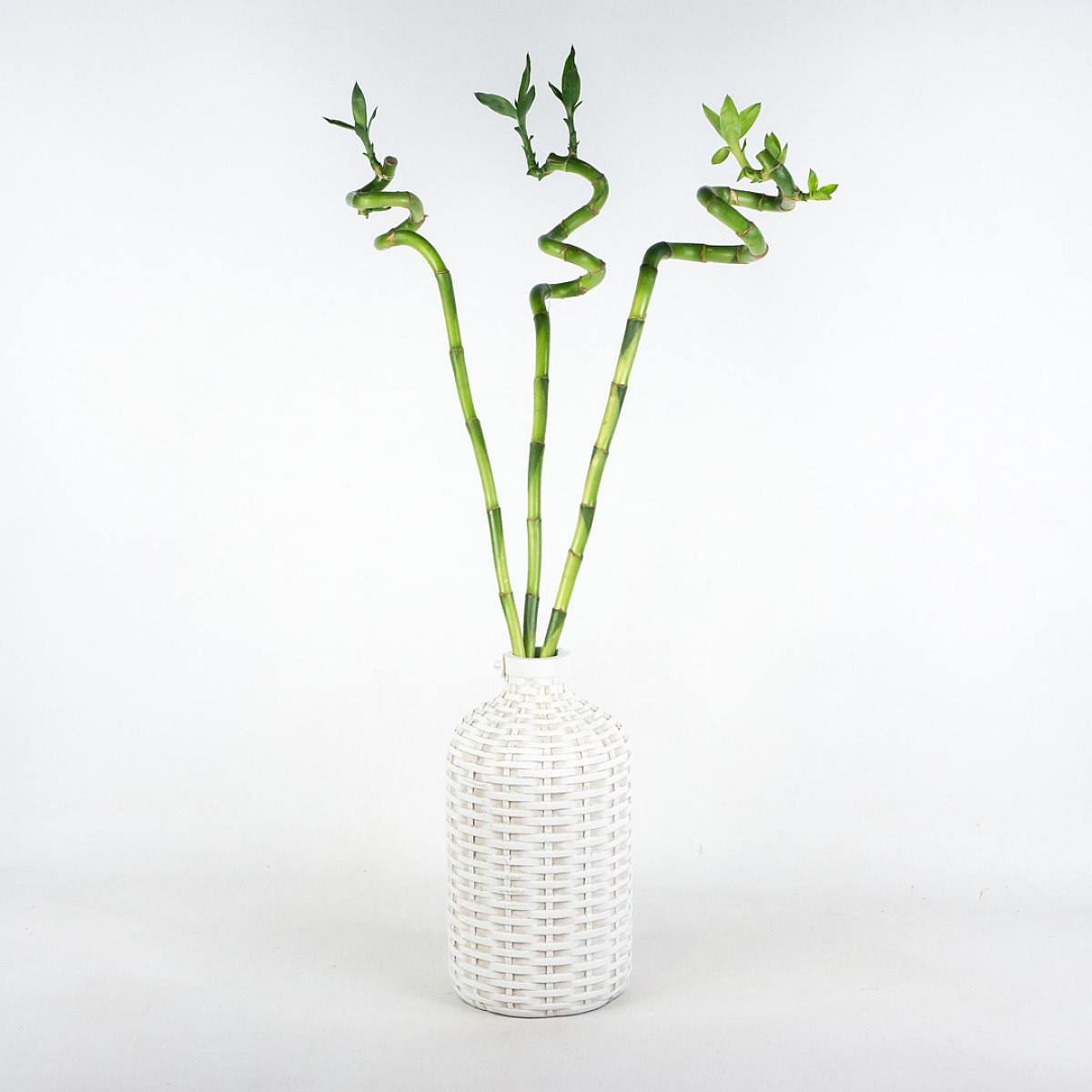 Sada Nordic Lucky Bamboo picture 1