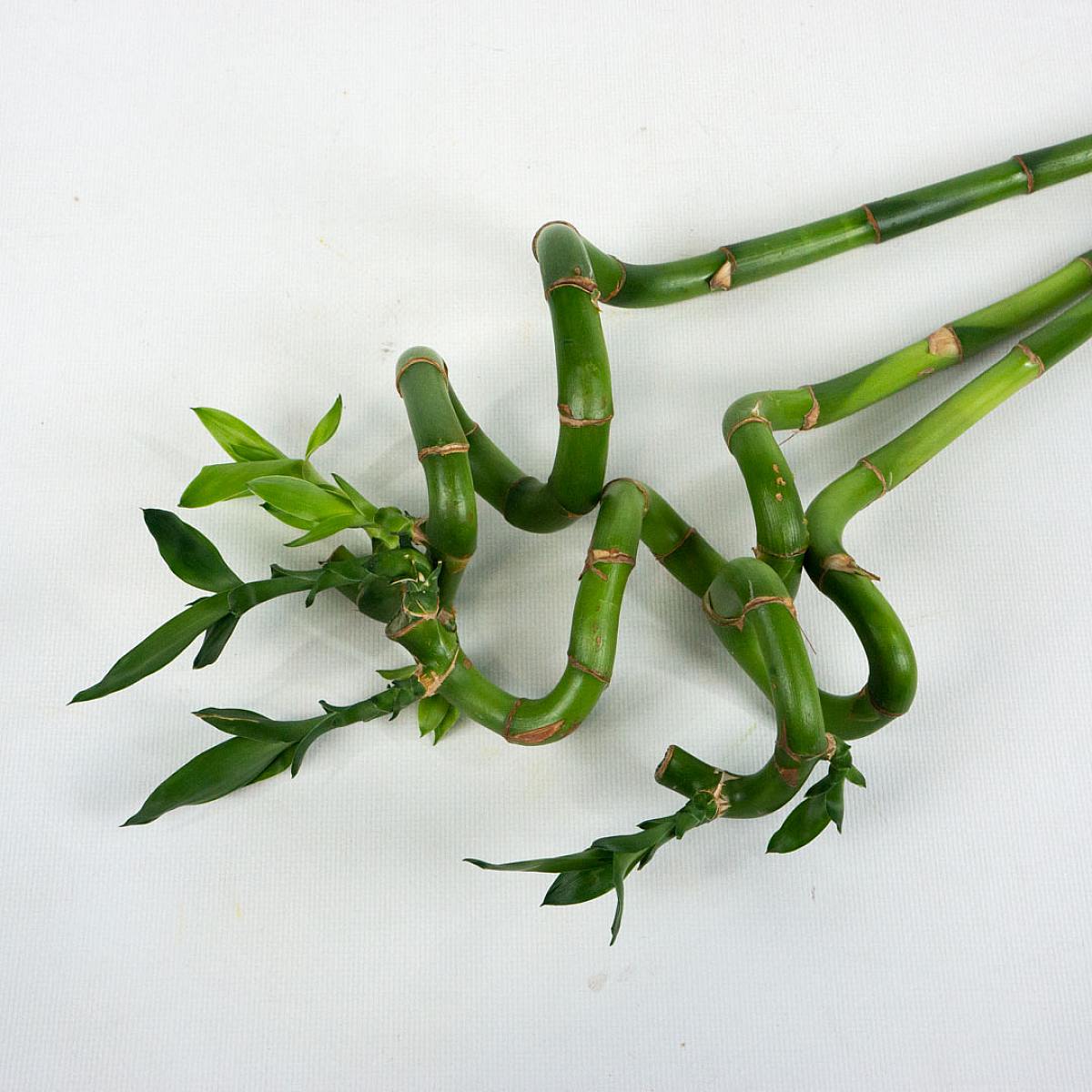 Sada Nordic Lucky Bamboo picture 2