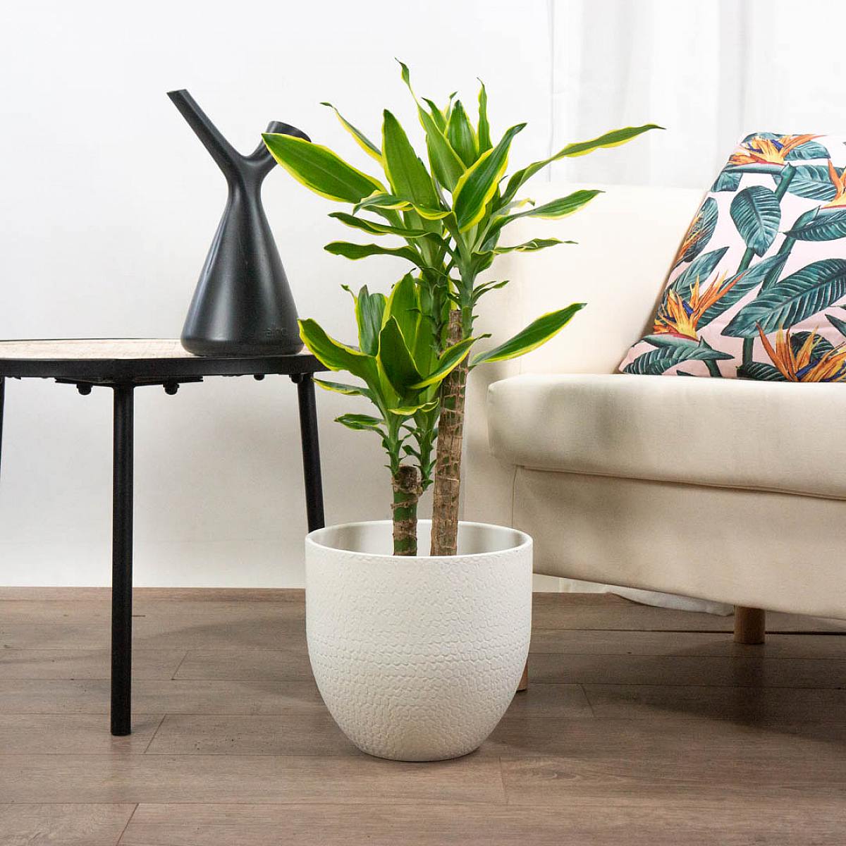 Mooie gieter picture 2