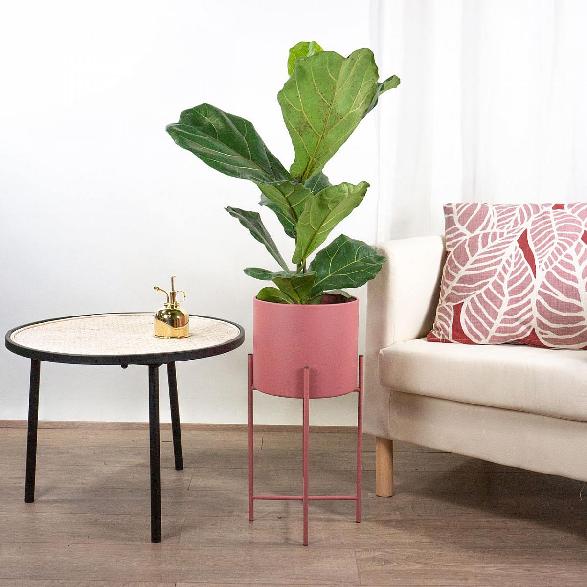 Figentræ med violet blad - løvfældende picture 1