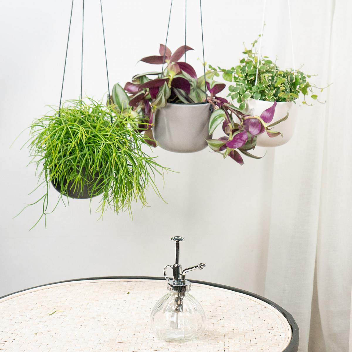 Set Plantas Colgantes picture 5