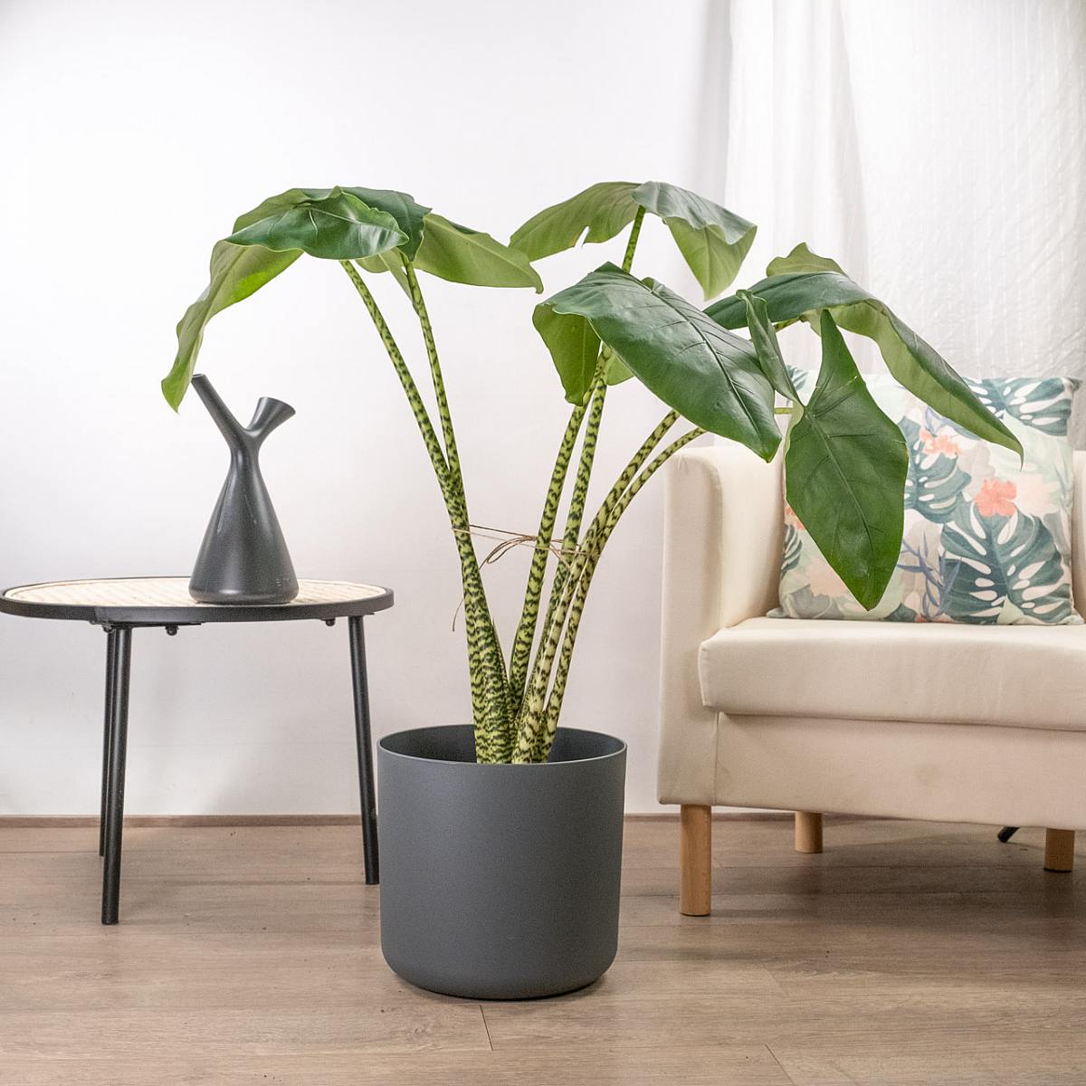 Alocasia Zebrina XL picture 2