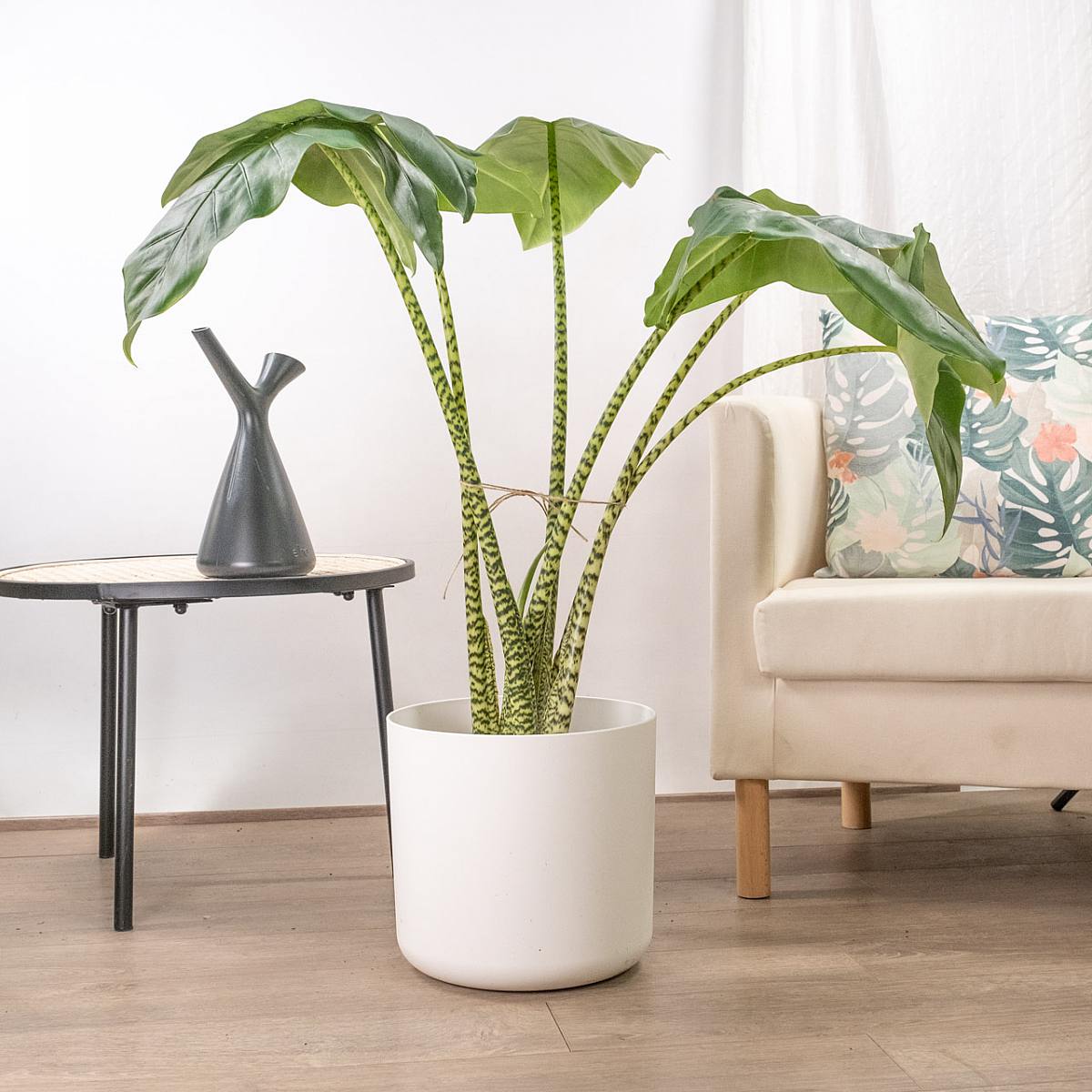 Alocasia Zebrina XL picture 1