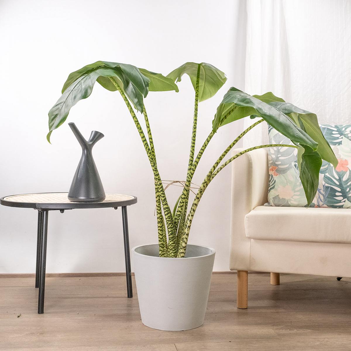 Alocasia Zebrina XL picture 4