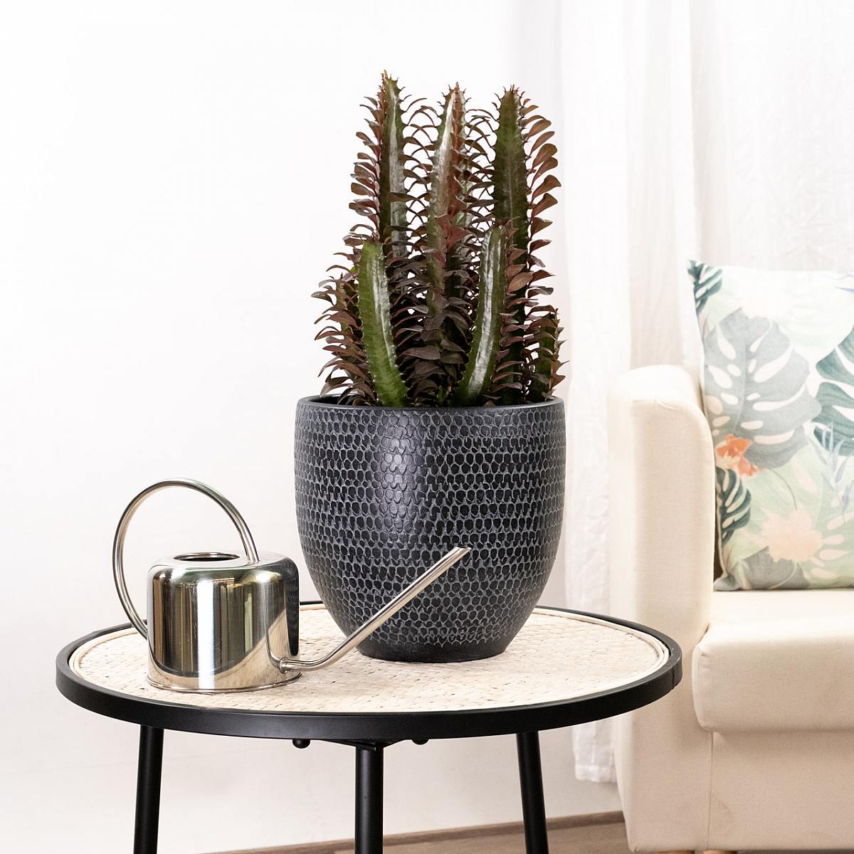 Euphorbia trigona rubra picture 3