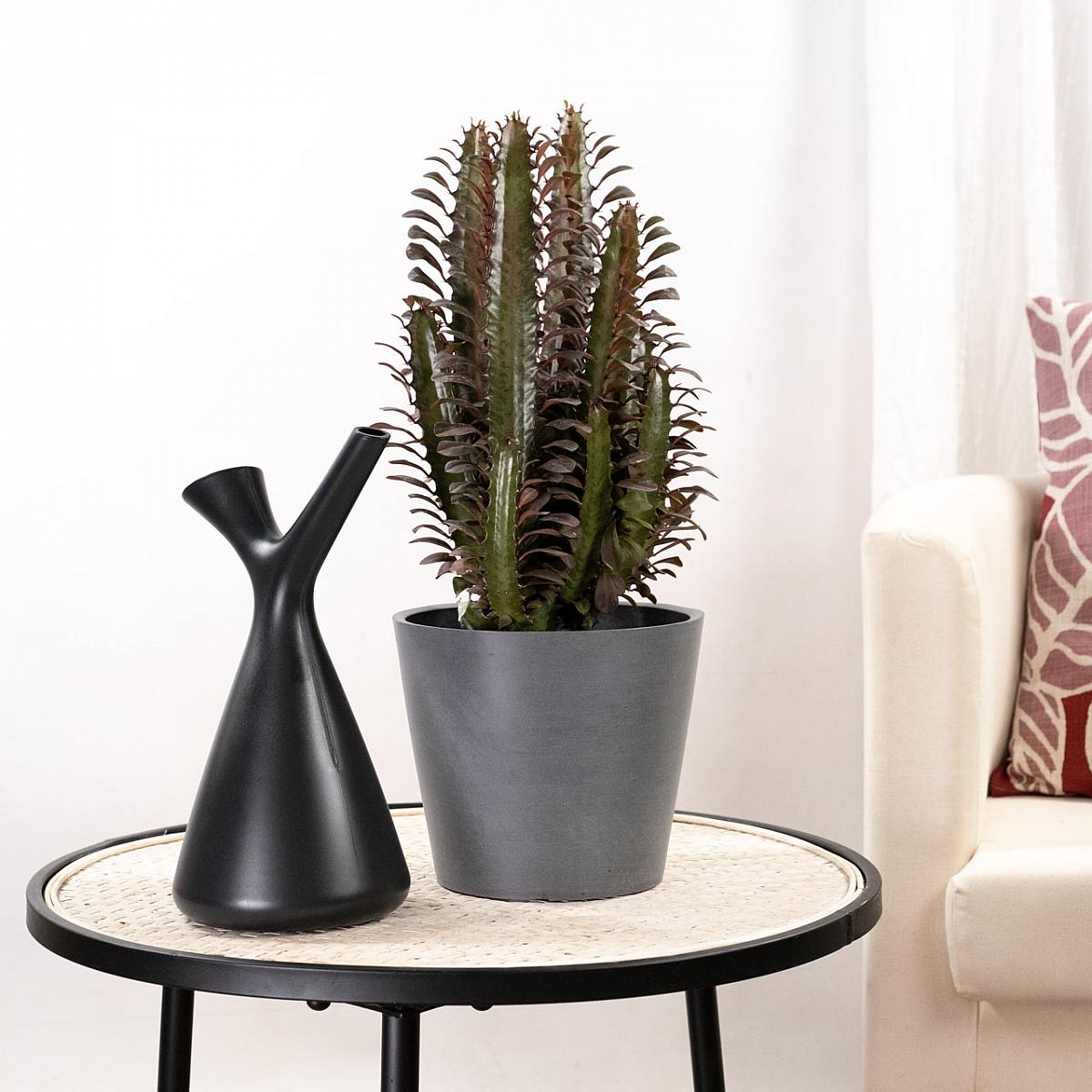 Euphorbia trigona rubra picture 4