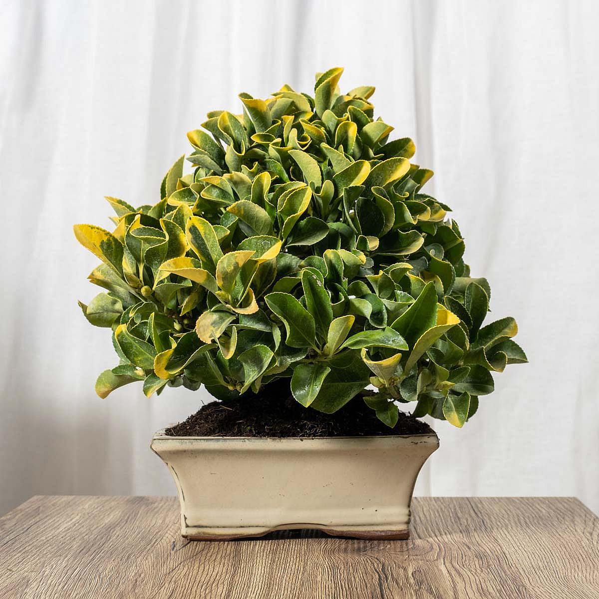 Bonsai Euonymus 8 años picture 1