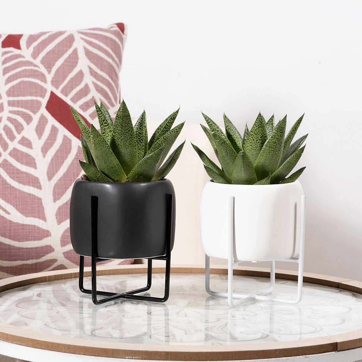 Duo Succulente Monaco picture 2
