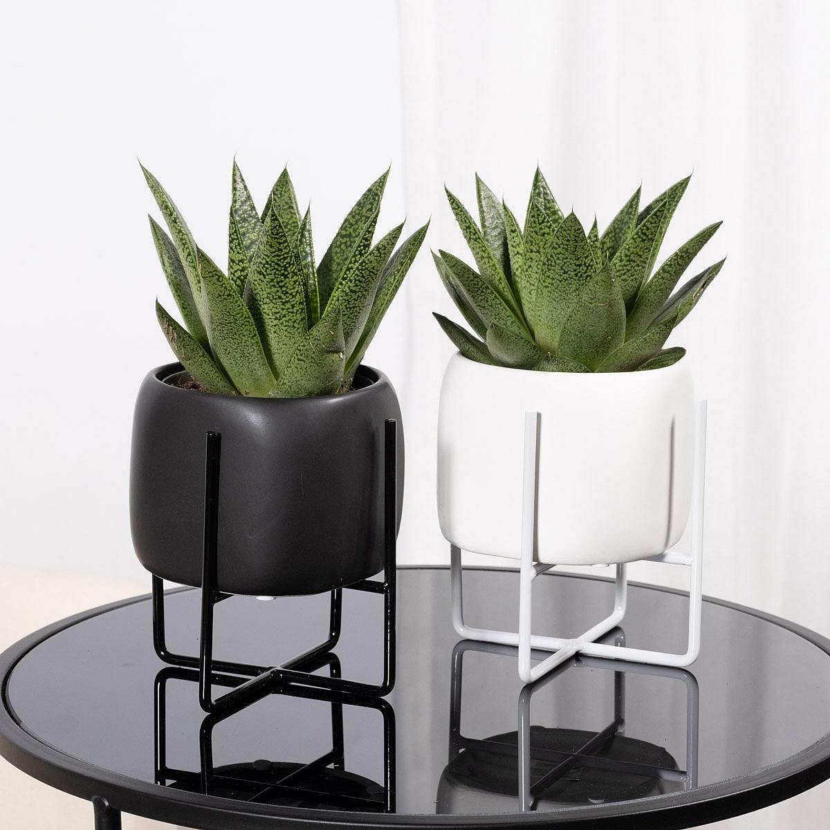 Duo Succulente Monaco picture 1