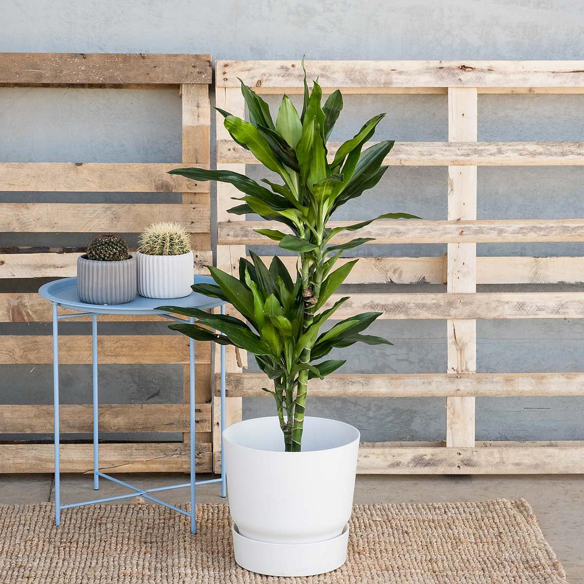 Podstavec Charlotte XXL/30xm picture 1