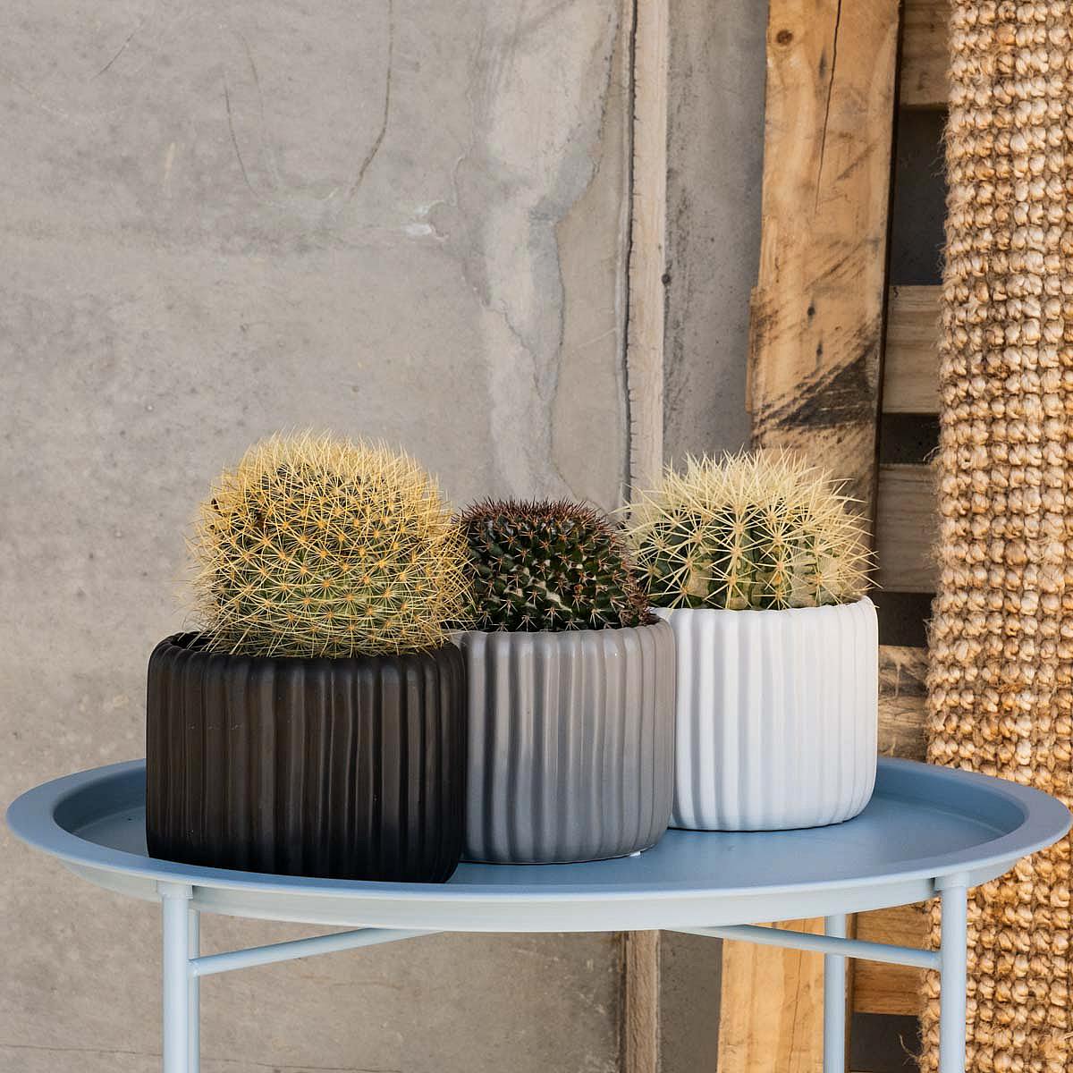 Trio de Cactus con Vaso picture 0