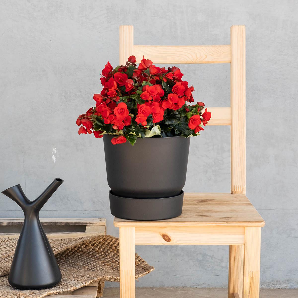 Begonia Betulia picture 2