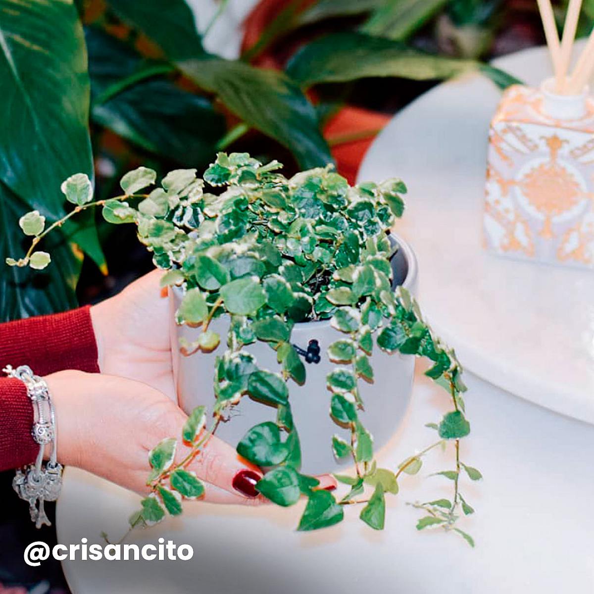 Set Plantas Colgantes picture 3