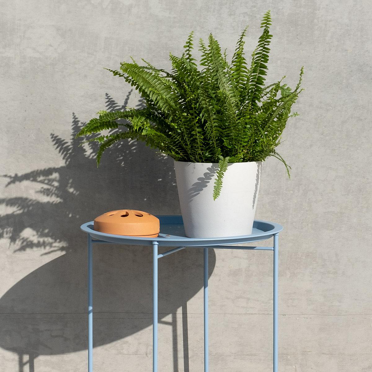 Felce di Boston picture 1