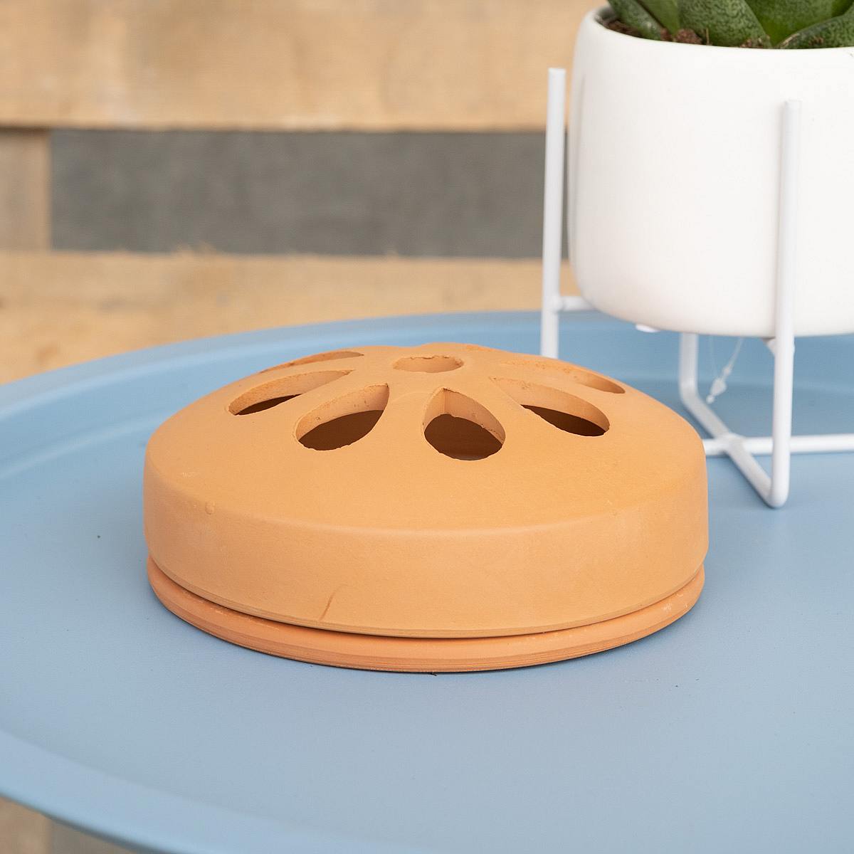 Citronella in Terracotta picture 1