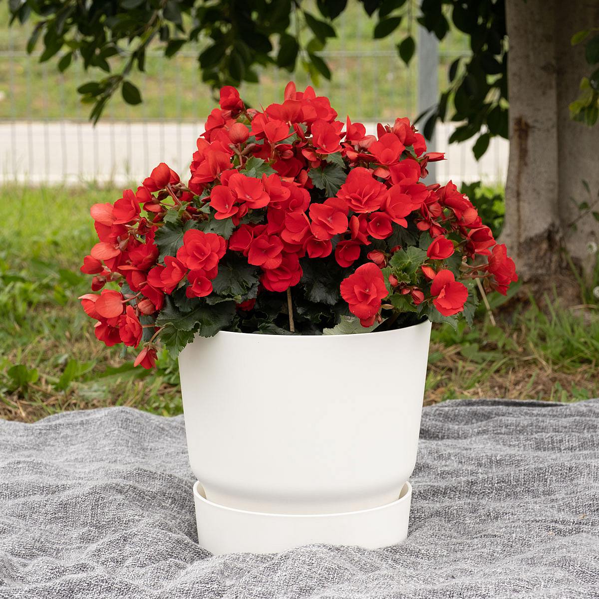 Begonia Betulia picture 0