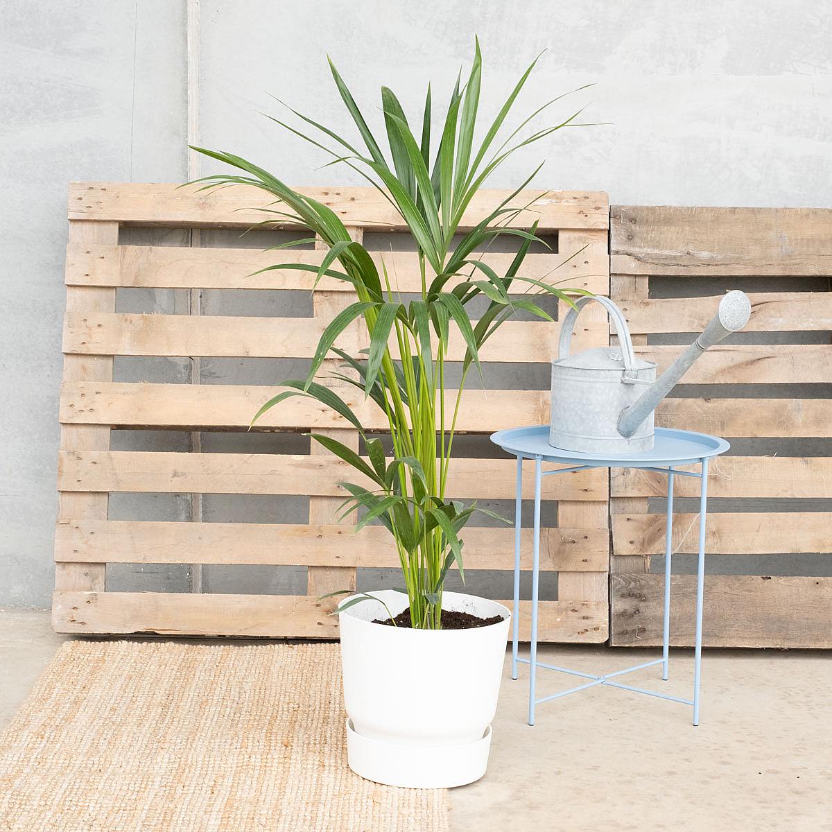 Podstavec Charlotte XXL/30xm picture 4