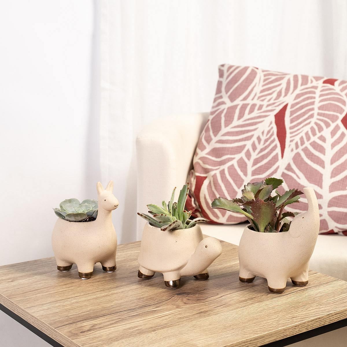 Safari Succulent Trio picture 2