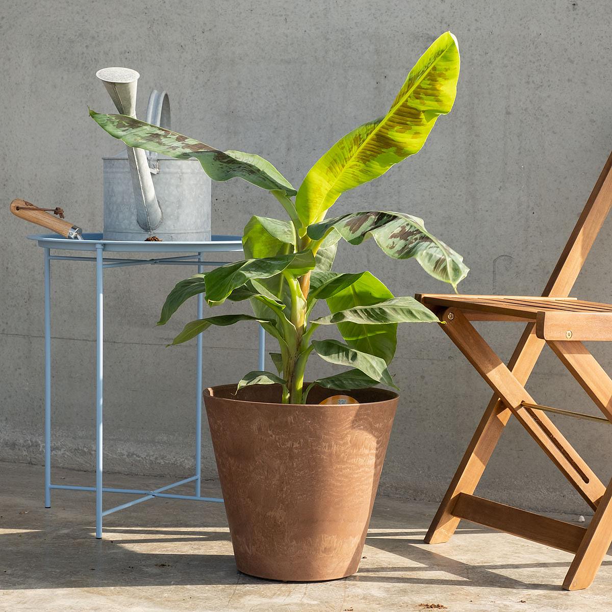 Bananträd picture 3