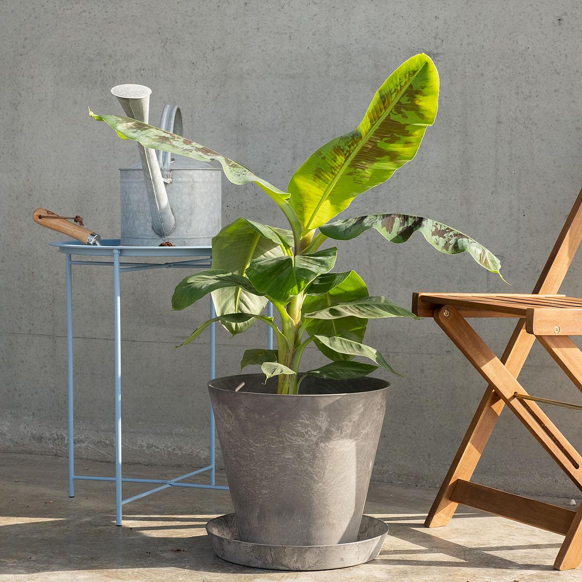 Bananträd picture 1