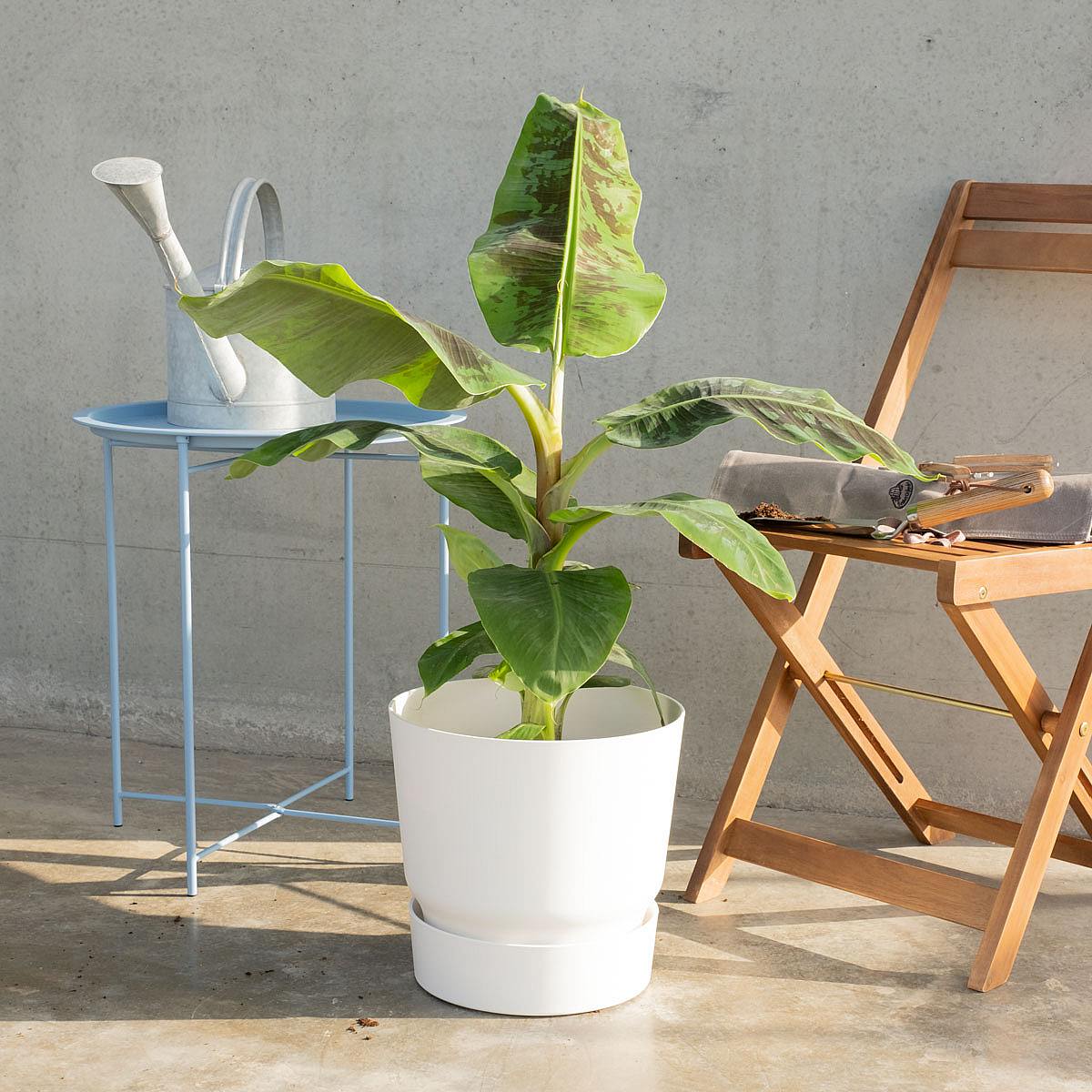 Bananträd picture 0