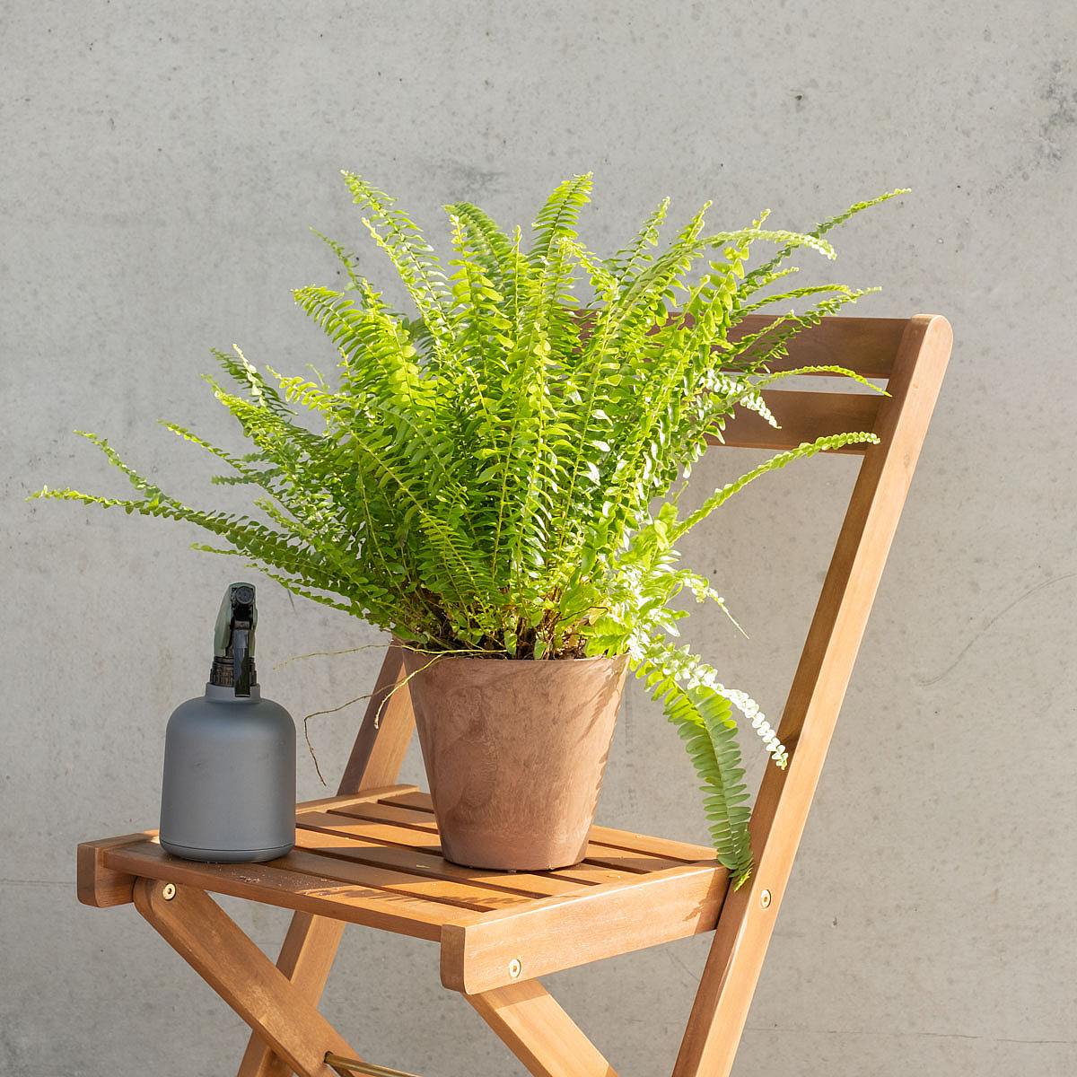 Felce di Boston picture 3