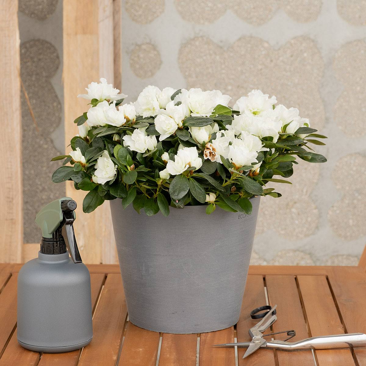 Hvid azalea picture 6