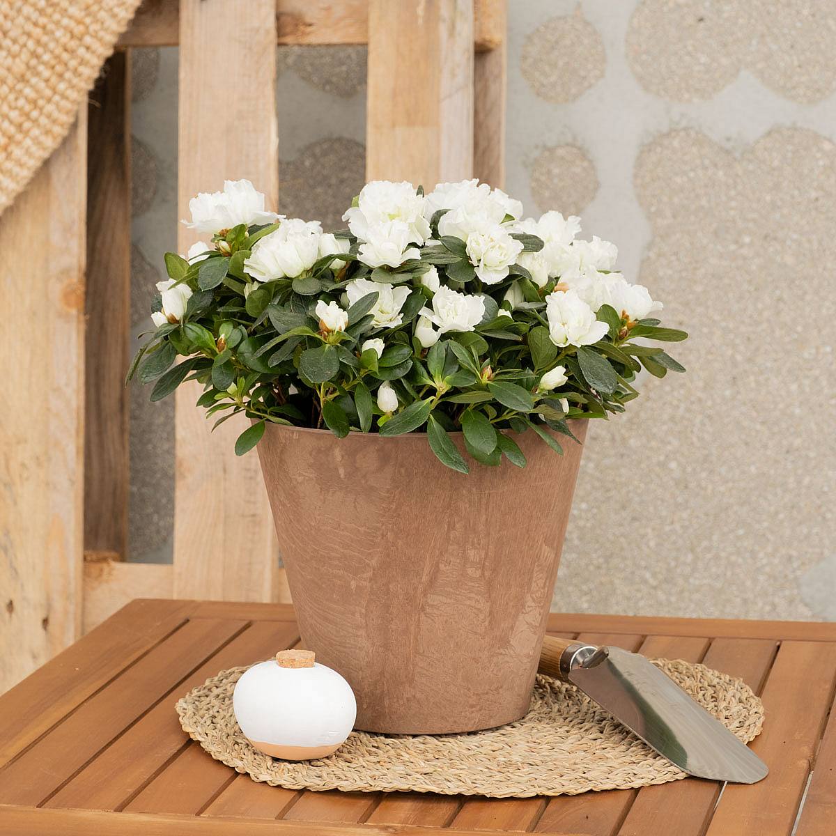 Hvid azalea picture 7