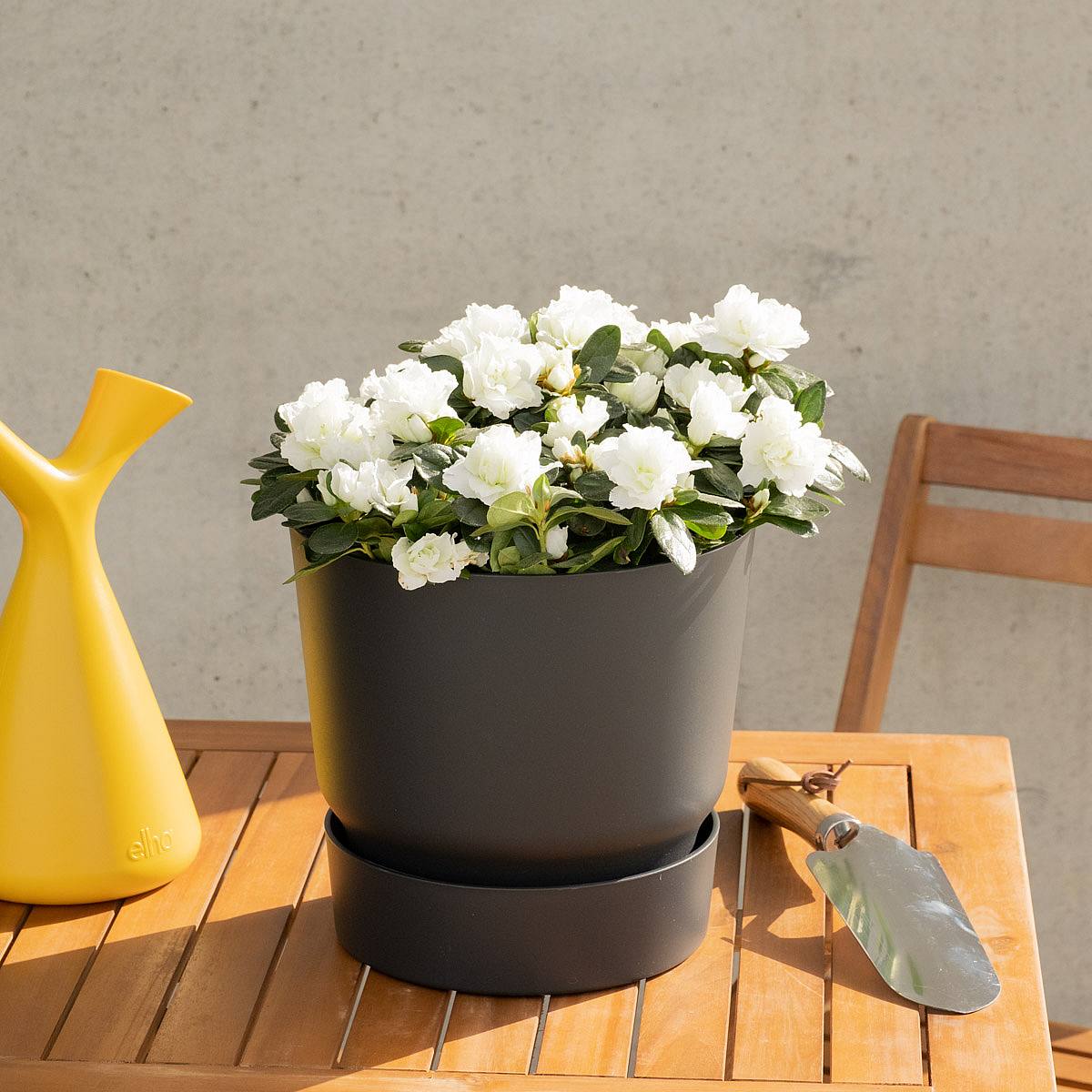 Hvid azalea picture 8