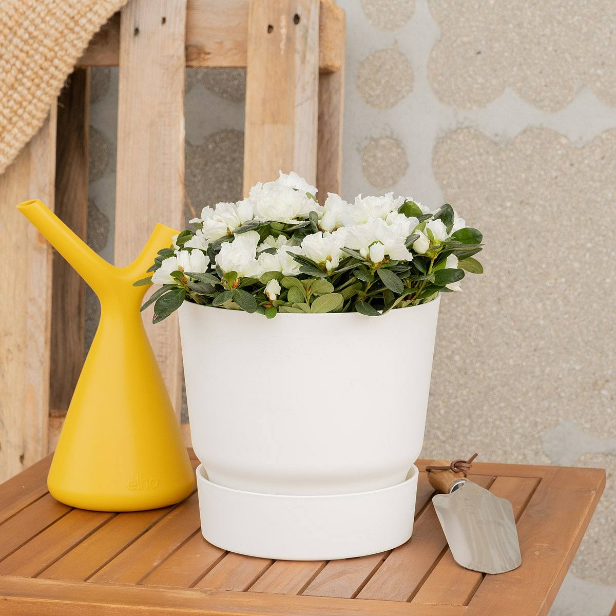 Hvid azalea picture 9