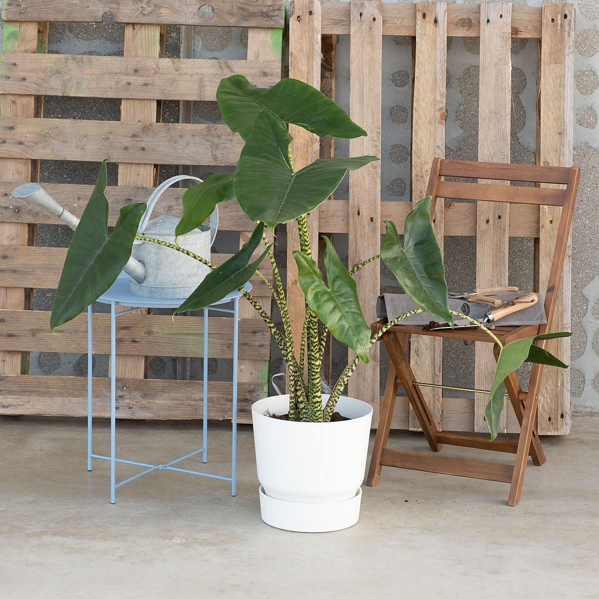 Alocasia Zebrina picture 0