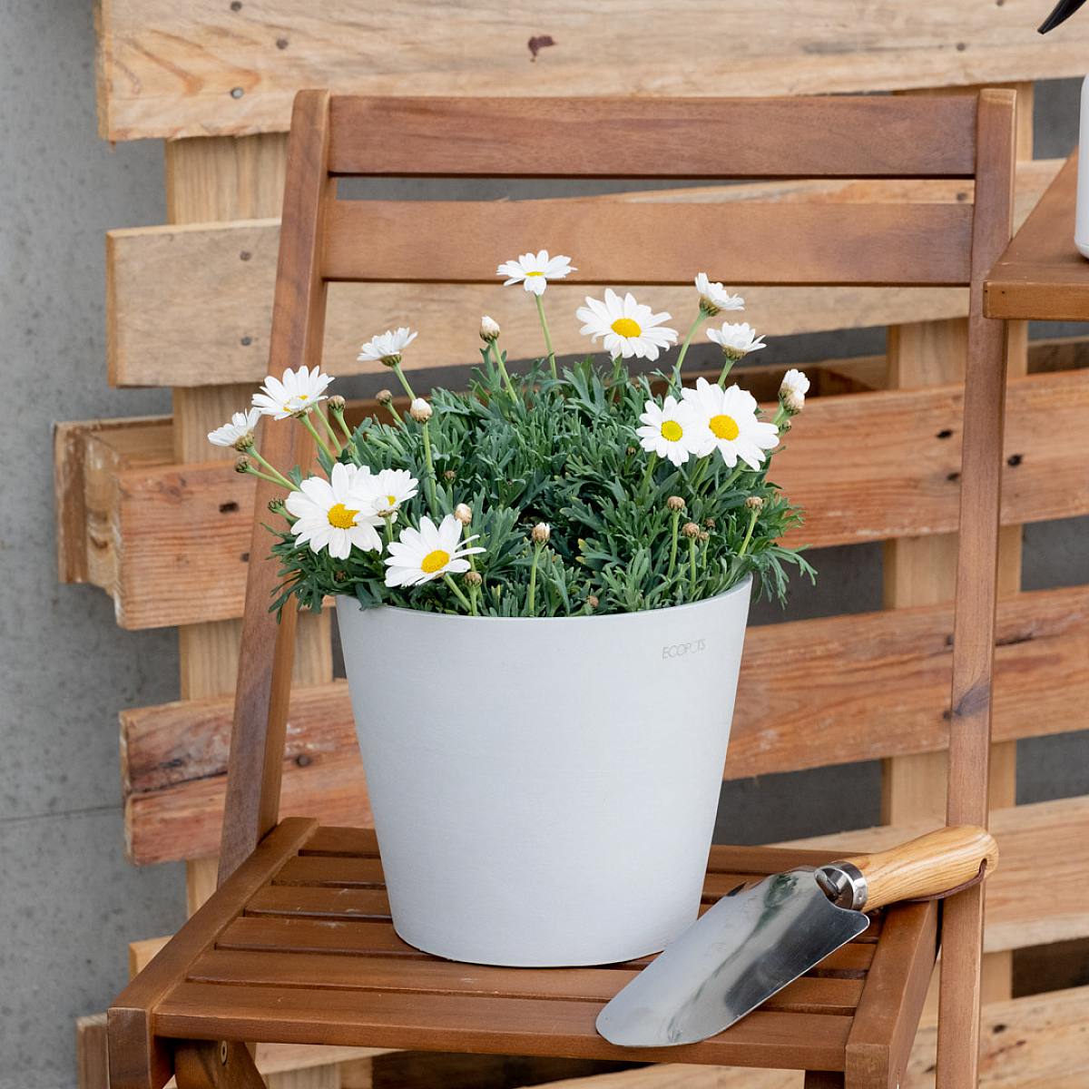 Margarita Blanca picture 1