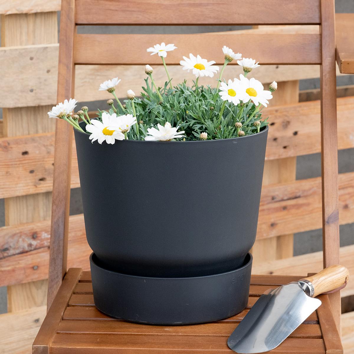 Margarita Blanca picture 3