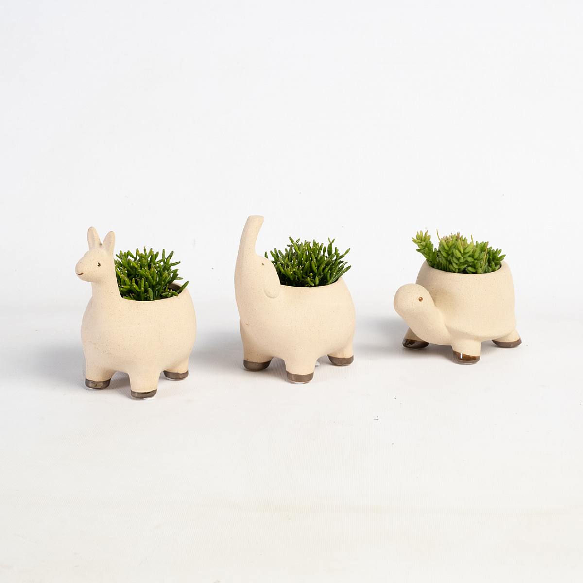 Safari Succulent Trio picture 3