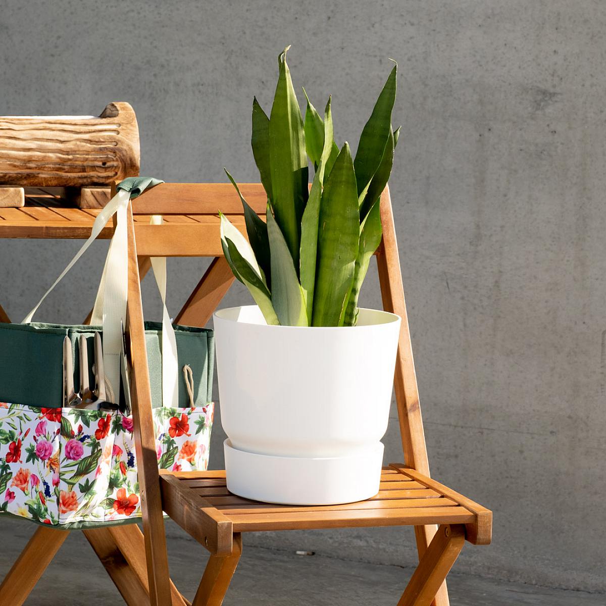 Sansevieria Moonshine picture 1