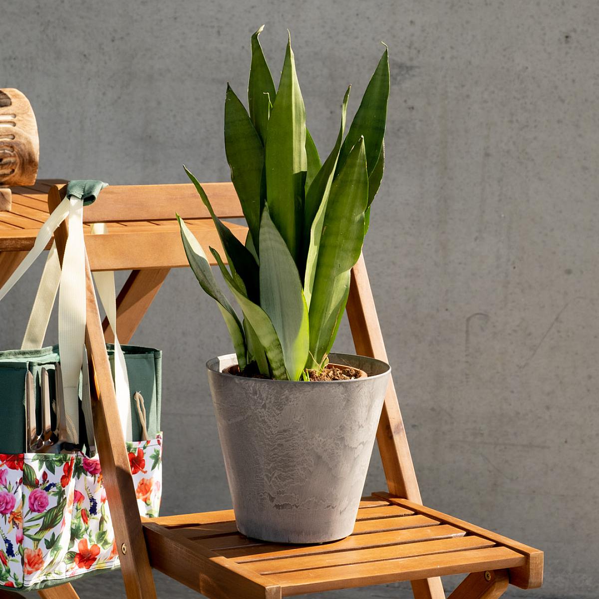 Sansevieria Moonshine picture 2
