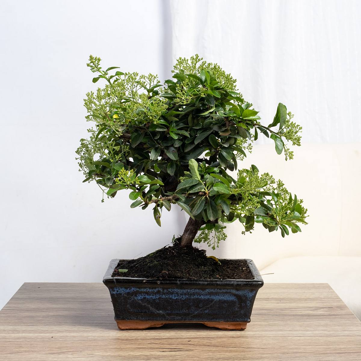 Bonsai 7 jaar oud Pyracantha sp. ZP-b2 picture 3