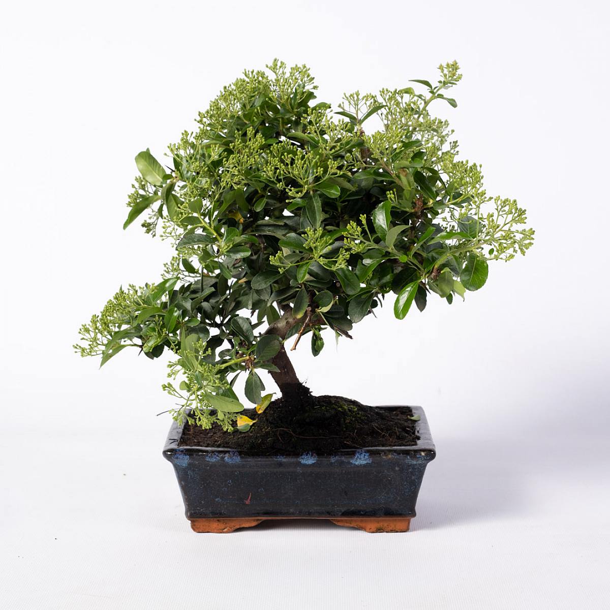 Bonsai 9 anni Pyracantha sp. ZP picture 1