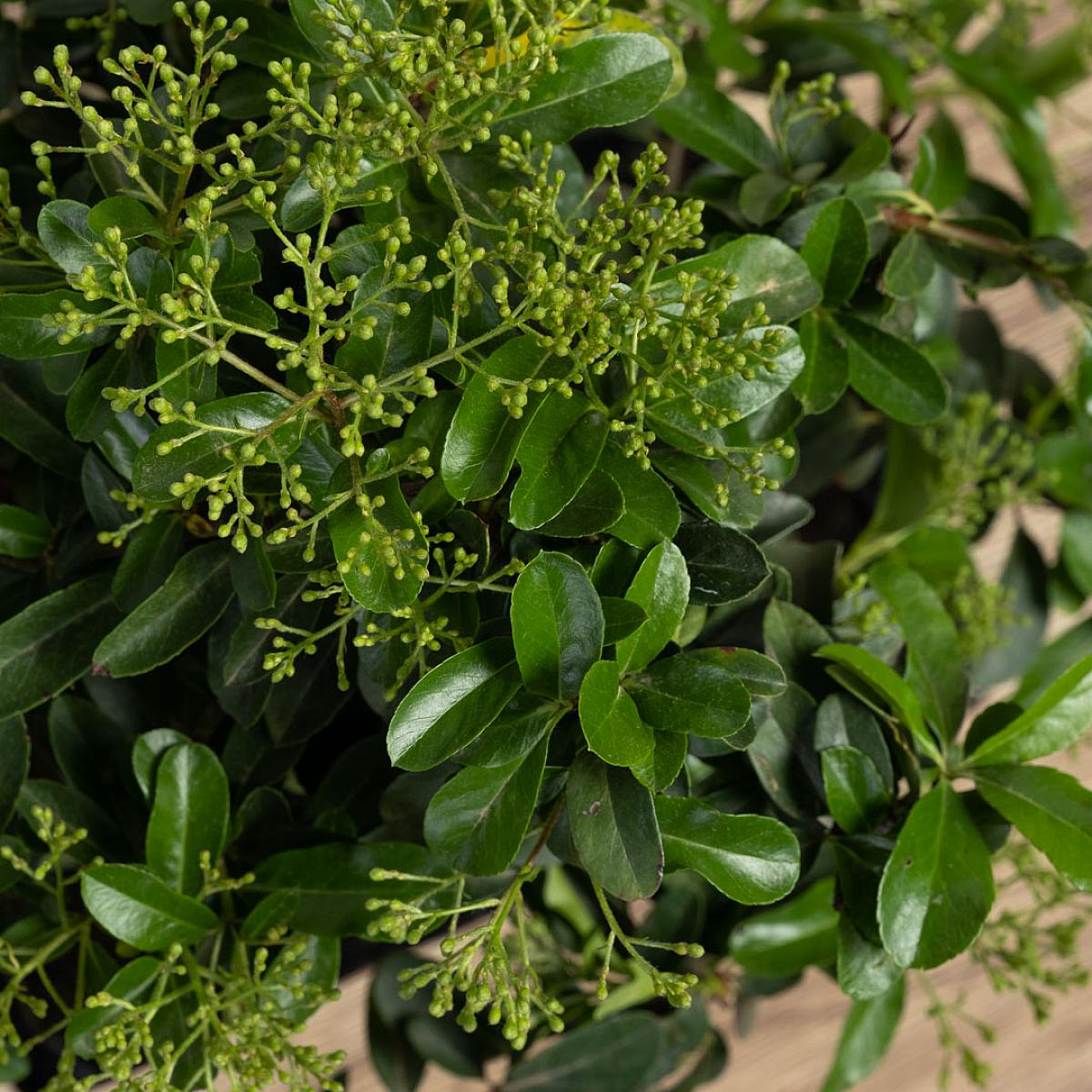 Bonsai 9 anni Pyracantha sp. ZP picture 2