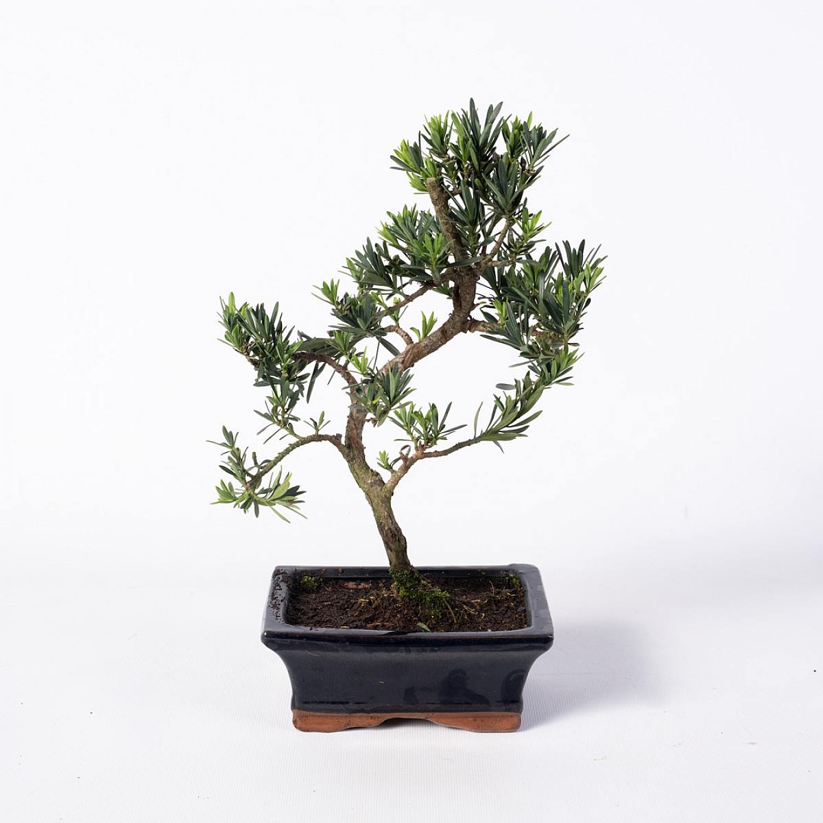 Bonsai 7 years old Podocarpus macrophyllus picture 1
